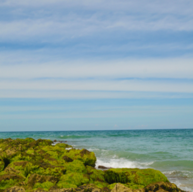 The coast of South Carolina